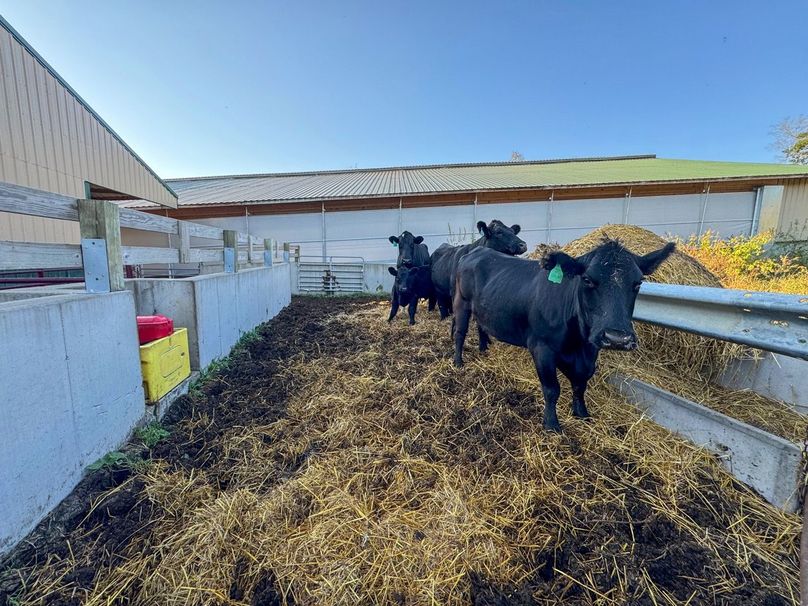 Monroe 5.31-17 Large