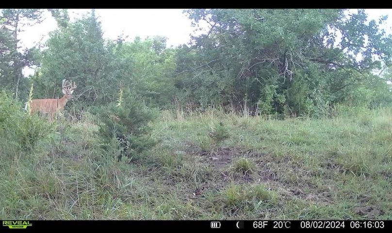 Trail Cam 1