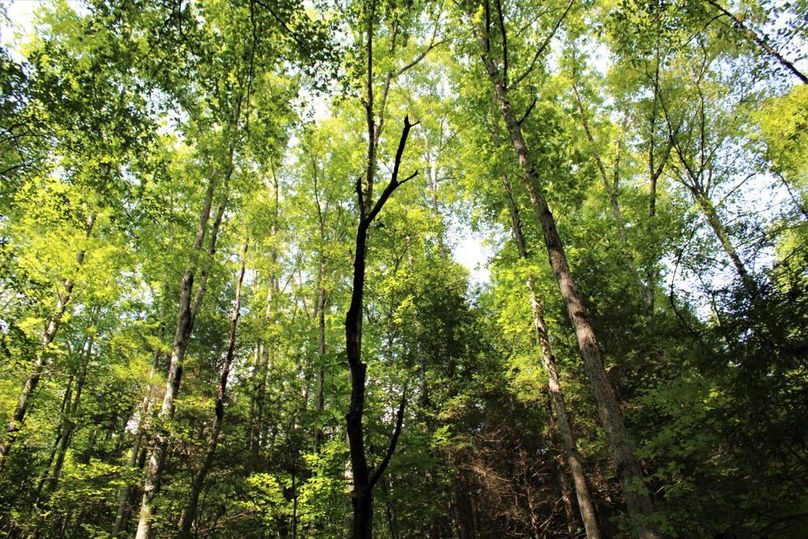 016 cool canopy shot from near the creek looking up to the heavens