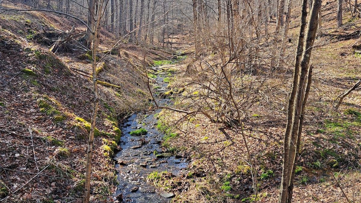 Large Wooded Recreational Property In Northcentral PA Whitetail