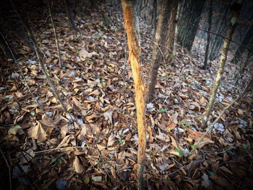 008 nice rubs from this season-2