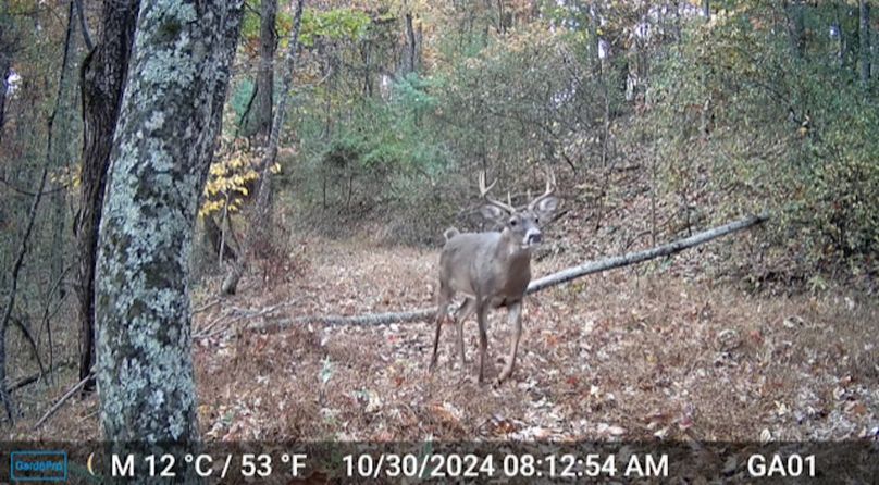 Calhoun, WV 132.84 AC Szegi Trail Cam-13