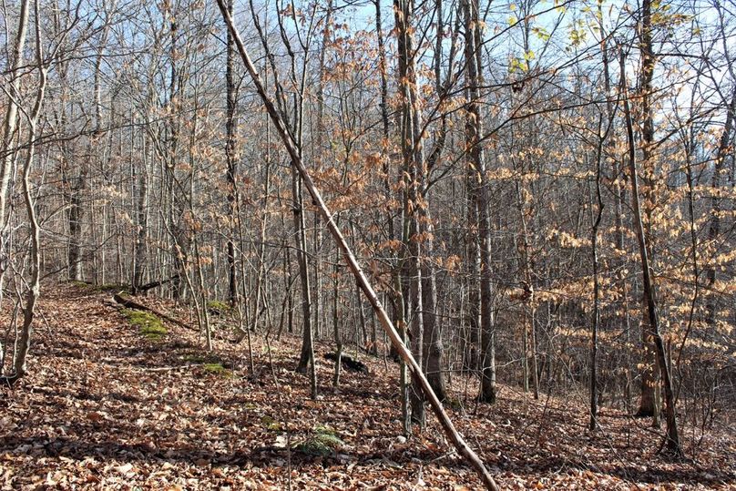 027 beech and oak bench with an old logging road in the eastern portion of the property