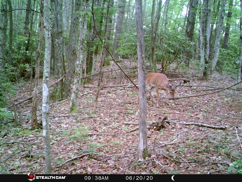 Copy of unicoi buck