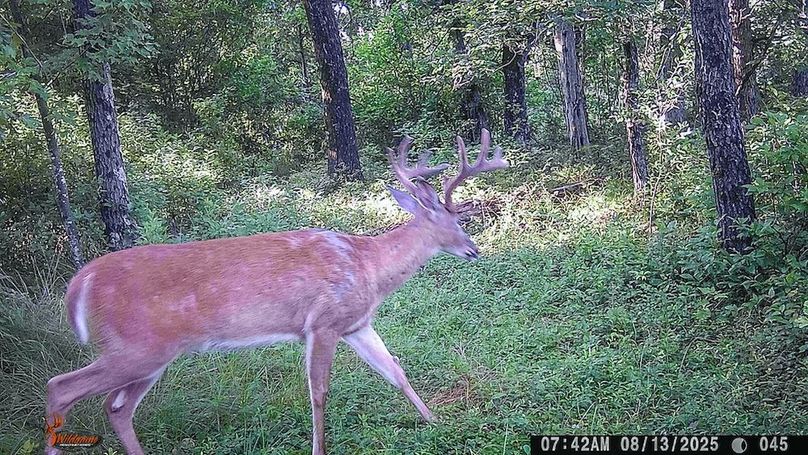 Adams 263.17, Hale -85