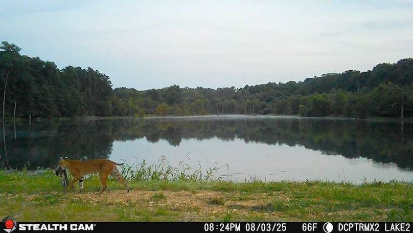 2025080320241101000170_ColorizationType.none