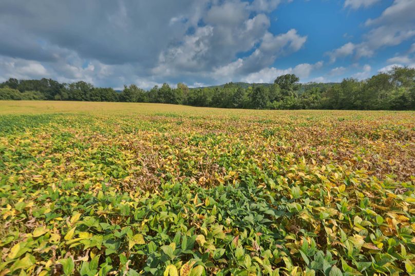 003 Bean field lright of barn