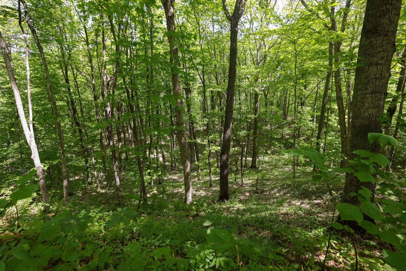 Chippewa85Knowles-3