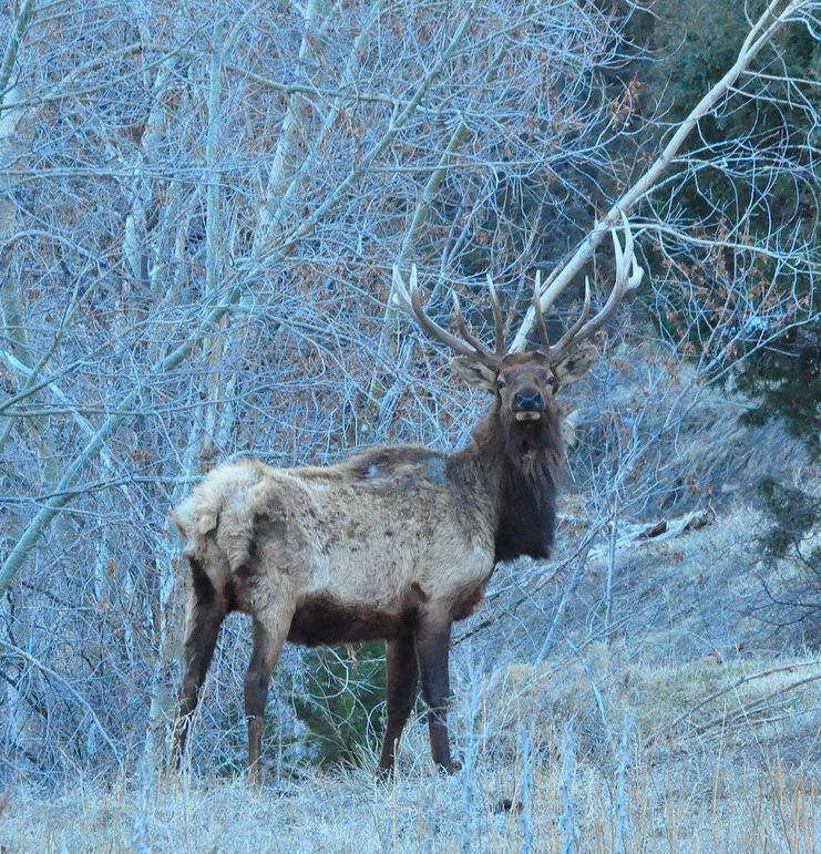 OldElkMar2019