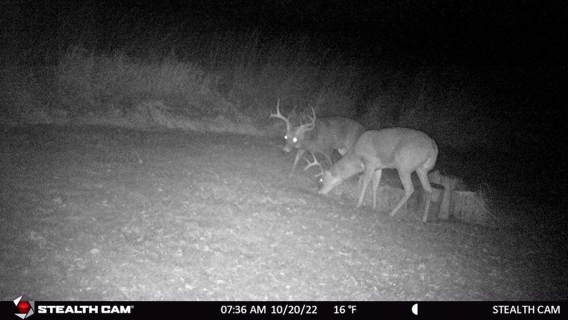 2 Large Bucks 2 Oct 2022