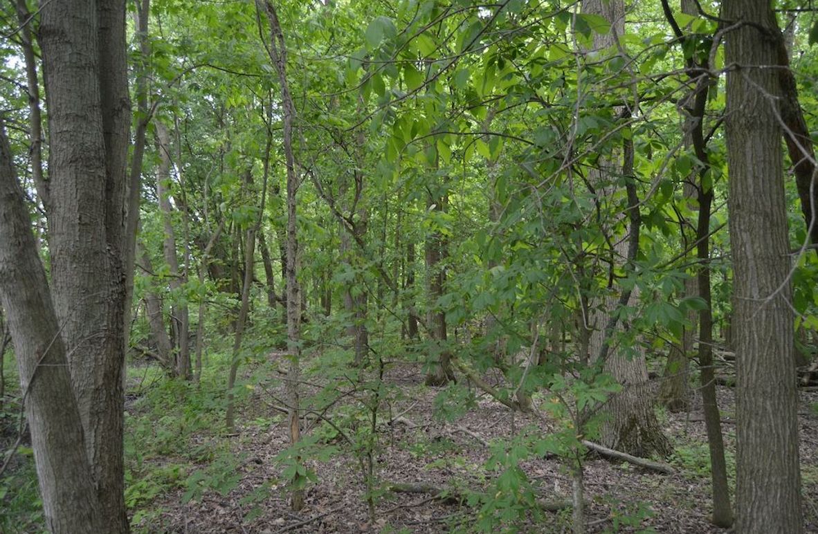 East edge looking west