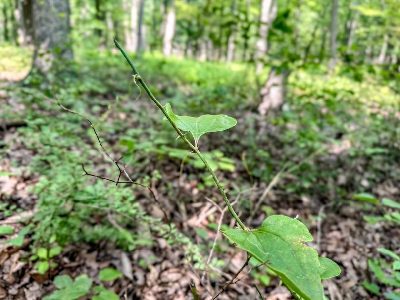 Franklin 19 _0022
