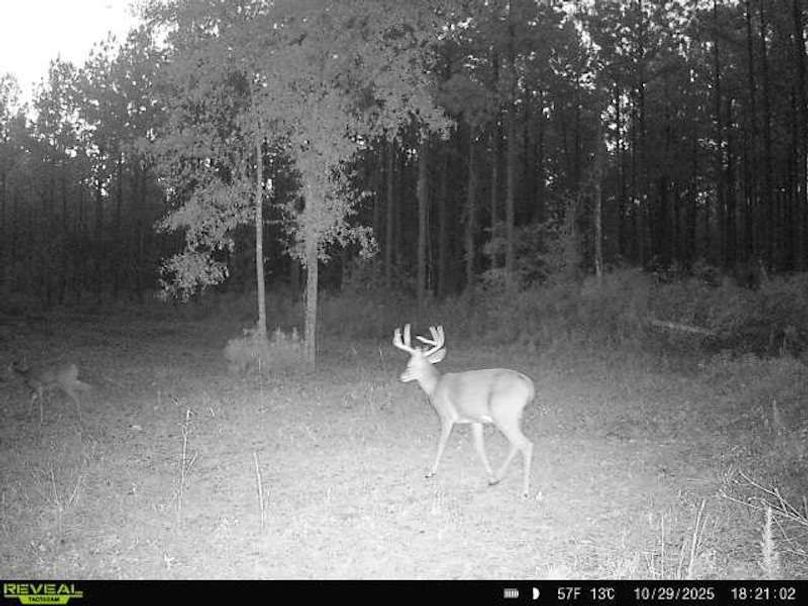 868032065110607-100-2-10292025182102-W1030480