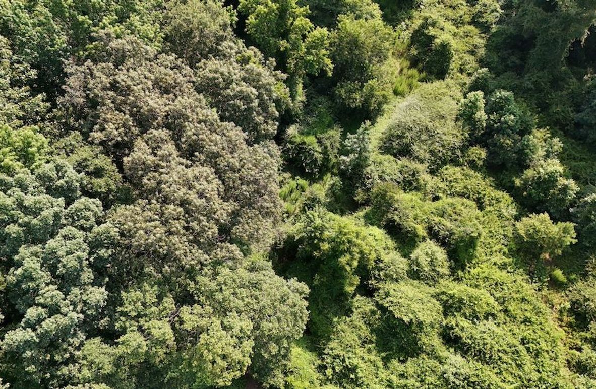 DJI_20250627094043_0081_D