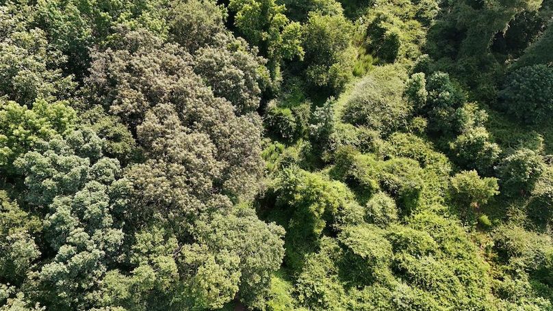 DJI_20250627094043_0081_D