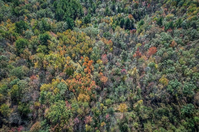 Wood 41.451, Collins -44