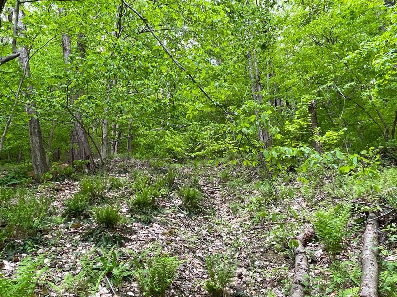 Tioga_18.72_Coulson Photo 54