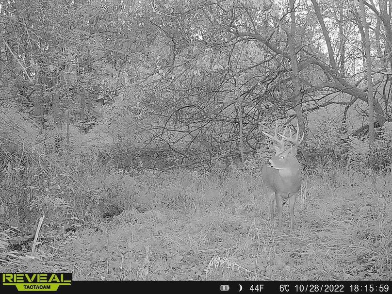 Copy of deer photos.138