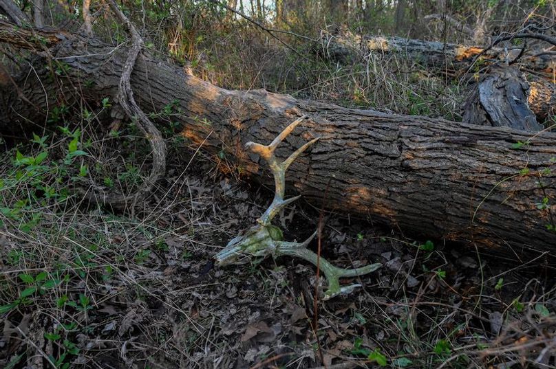 vandalia 450 (2)-2303