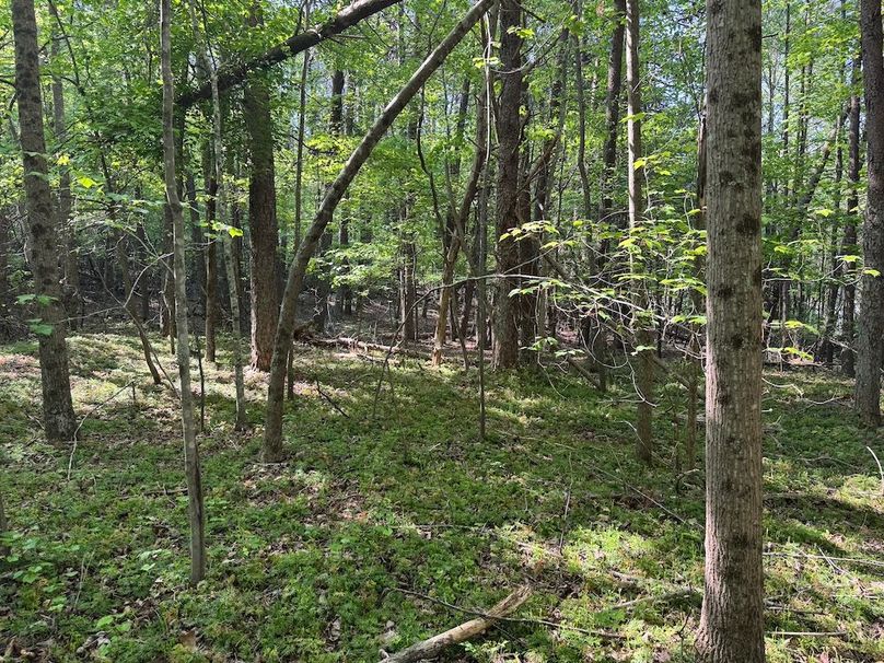 Potential Building Site
