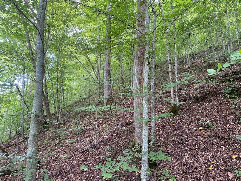 013 shaded forest area in the east section of the property