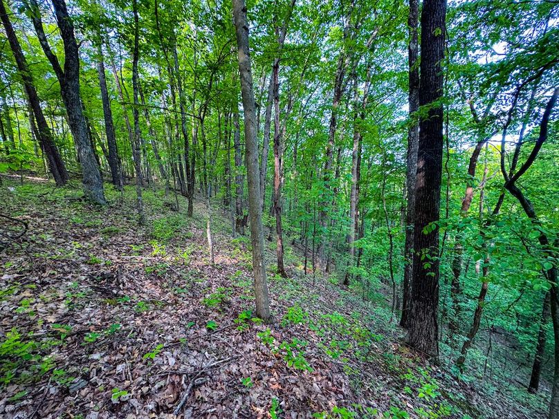 Wirt, WV 145.69 AC 273 Wildflower-24