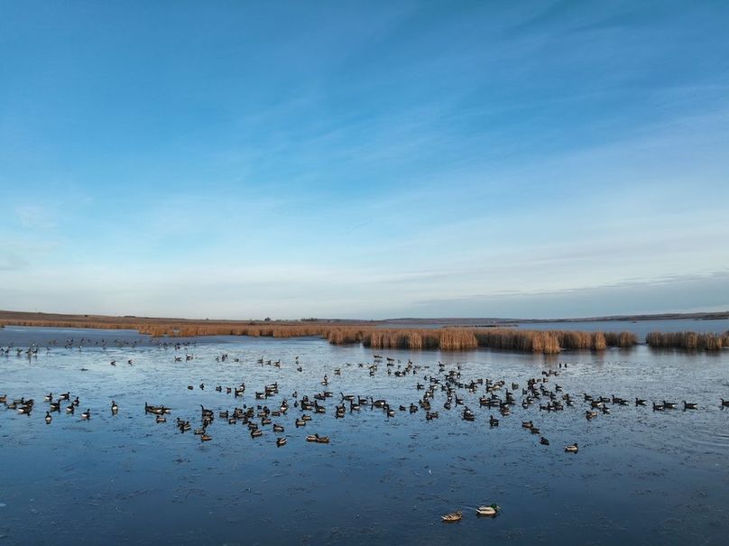 DJI_0258_Waterfowl