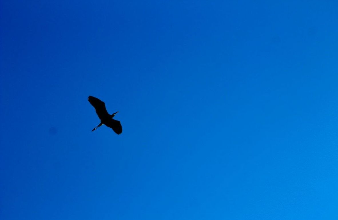 Blue_Heron