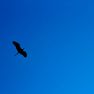 Blue_Heron