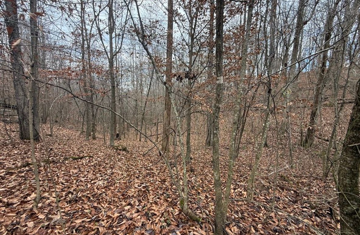 003 the gentle lay of the valley in the north area of the property