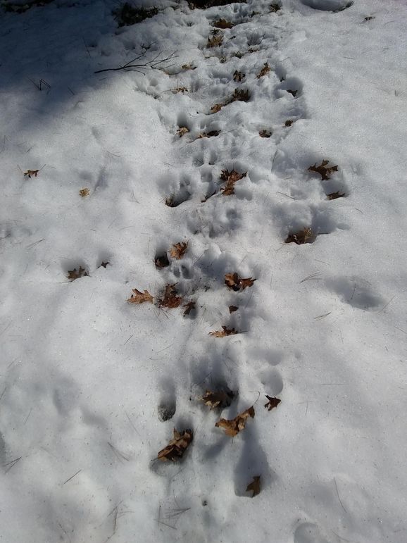 Img 20200308 122508589