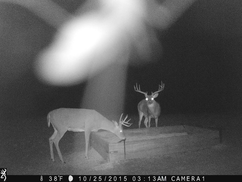 Moose (2) - stand 2-2