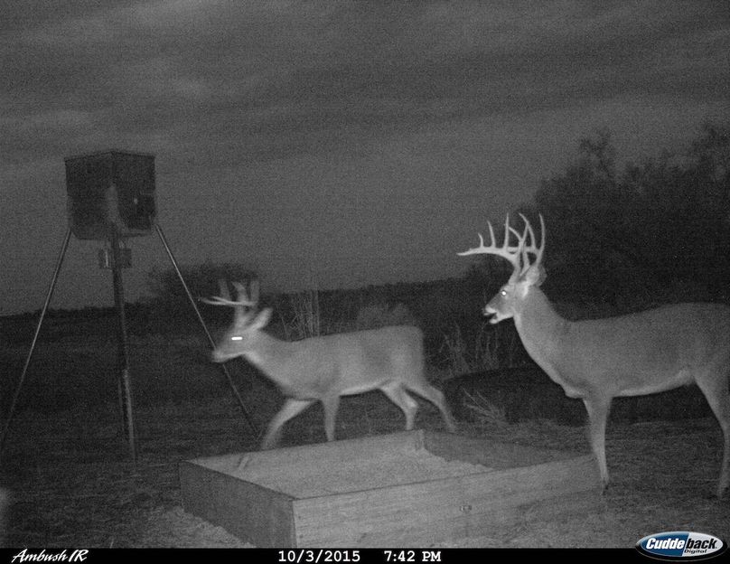 Shredder - stand 1-2