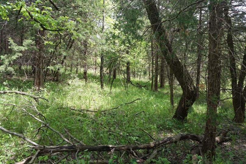 Timber s.w. of food plot