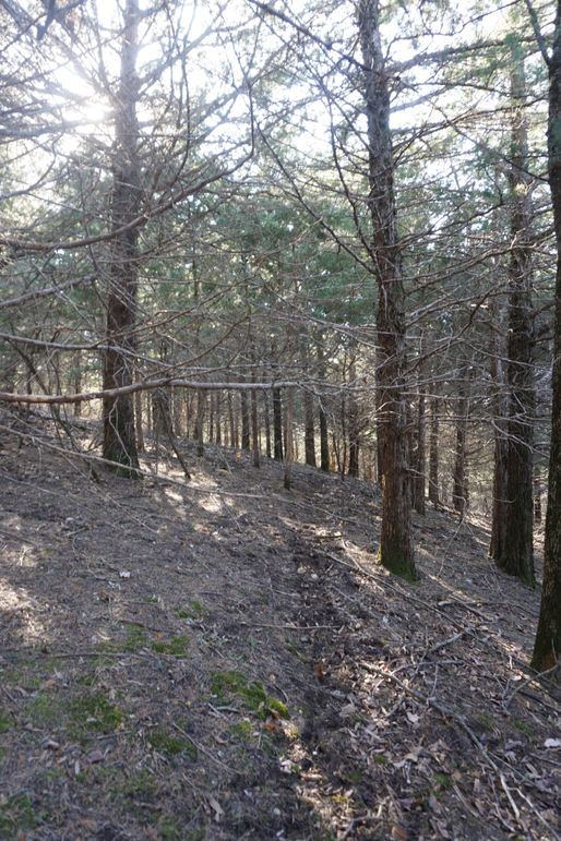 Trail through the n.e. timber