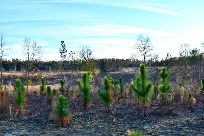 47 excellent stand of longleaf pines