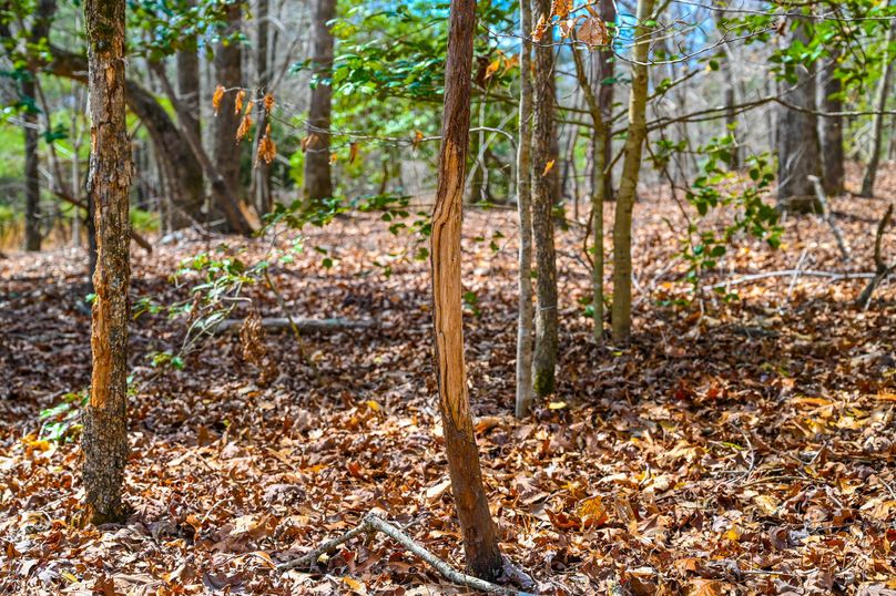 Lee co. nc 166 pics-49-2