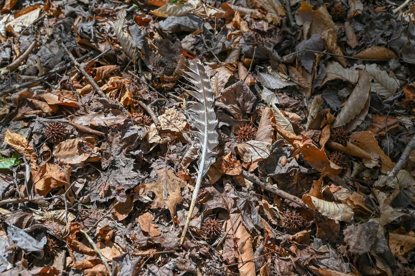 Lee co. nc 166 pics-57-2