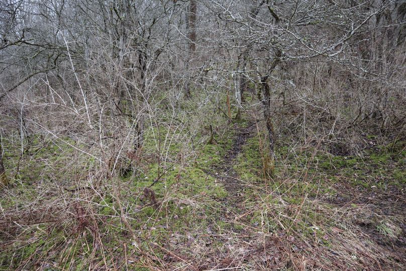 Img 0375 deer trail