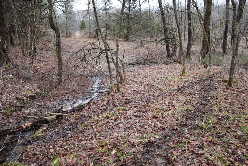 Img 0387 deer trail at creek