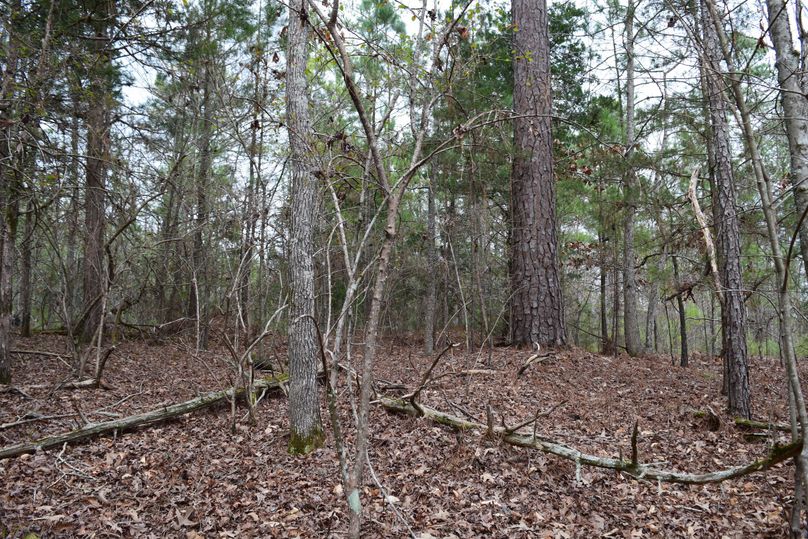 64 regeneration pines mixed in hardwoods