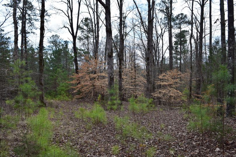 67 white oak acorn trees