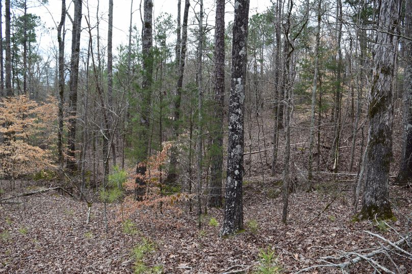 69 mature regeneration pines mixed in hardwood draws 