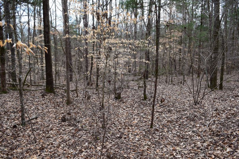 63 hardwood trees mixed in regeneration pines