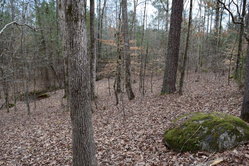 75 magnificent hardwoods with springcreek