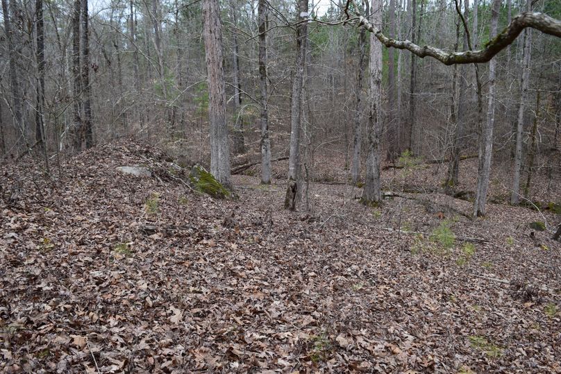 76 hardwood draws loaded with white oaks