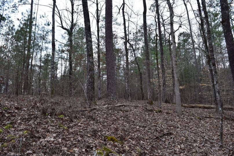 79 pines and hardwoods