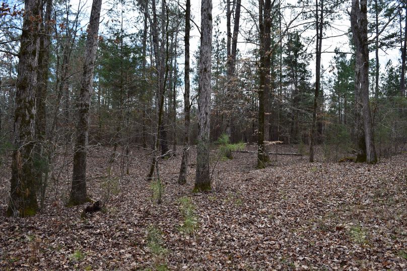 84 white oak acorn trees