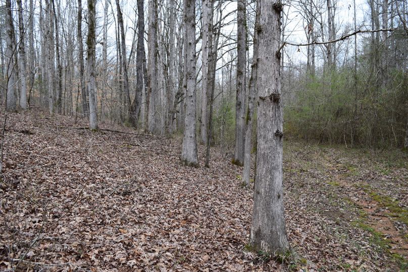 85 white oaks everywhere!!