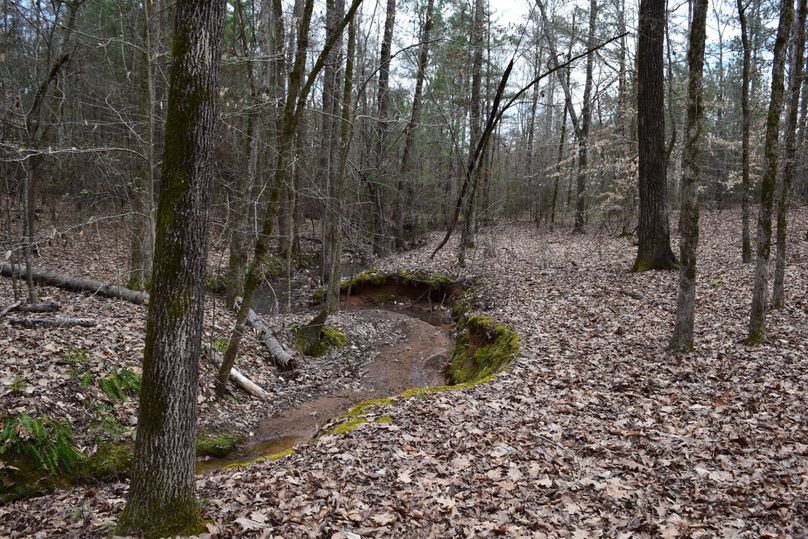 80 scenic spring flowing through hardwoods